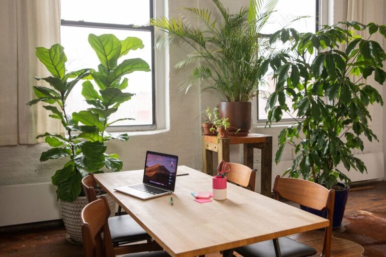 fiddle-leaf-fig-growing-canada