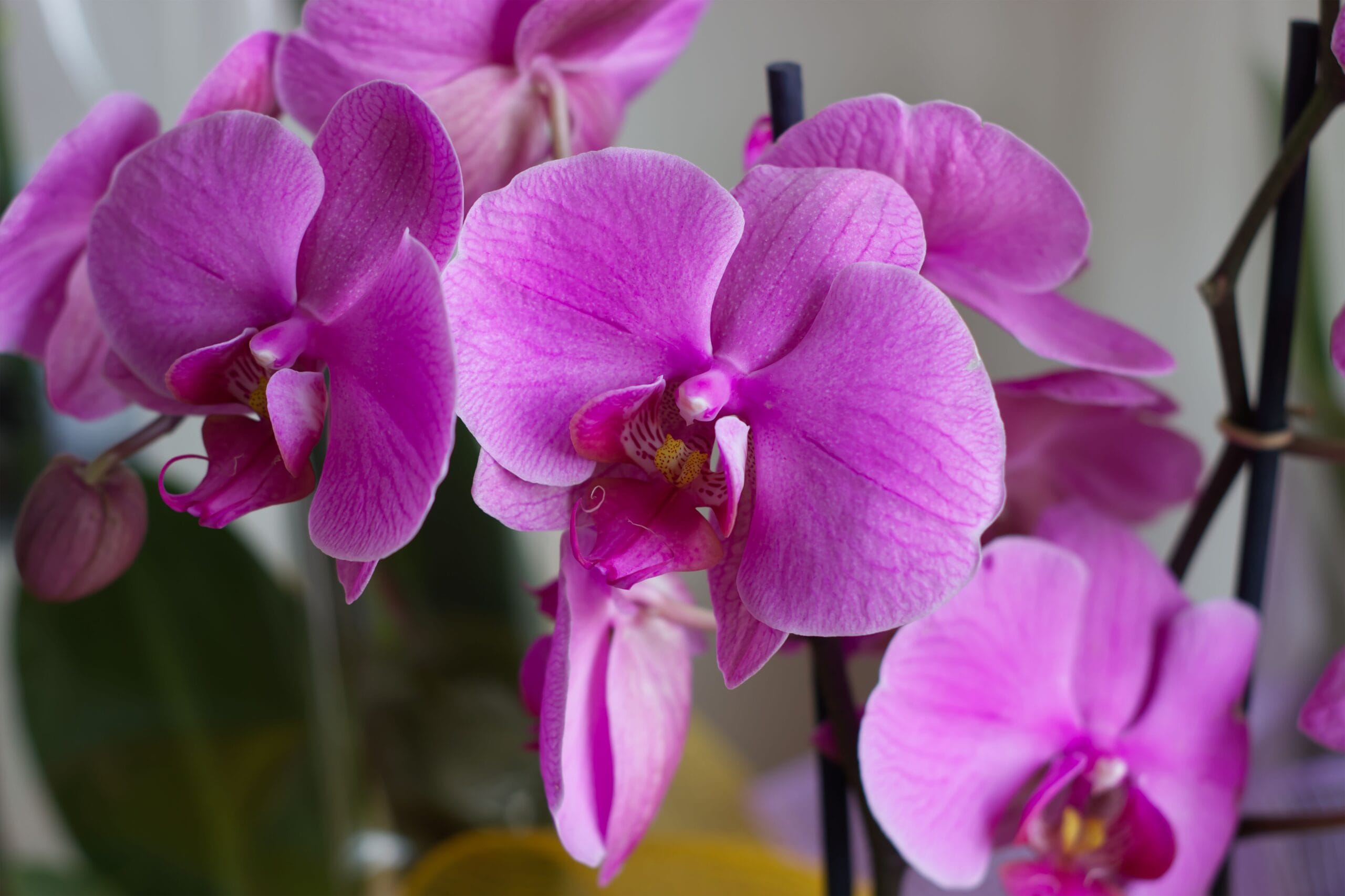 orchids-growing-house-canada